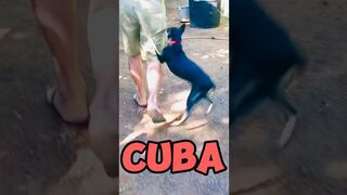 Funny Dog: #cuba #travel #shorts