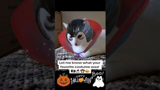 Cat Halloween Costume Try On Haul! ????‍☠️????????‍♂️???????????? #Cat #Whitecat #Vampire #Pumpkin #MonsterMash #Fyp