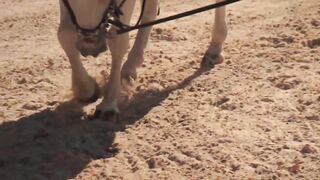 Alan Davies & Joe Lycett Horse Riding in Trieste Italy | Travel Man