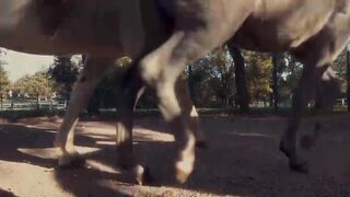 Alan Davies & Joe Lycett Horse Riding in Trieste Italy | Travel Man