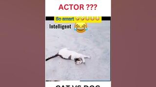VERY FUNNY WHO IS THE BEST ACTOR CAT OR DOG - TRY NOT TO LAUGH #funny #funnyanimal #cat #dog