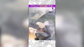 खतरनाक ⚠️और Ajeeb Fish ????⁉️#shorts#youtubeshorts#viral#trending#funny#animals#fish#india#new#fun#top