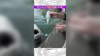 खतरनाक ⚠️और Ajeeb Fish ????⁉️#shorts#youtubeshorts#viral#trending#funny#animals#fish#india#new#fun#top