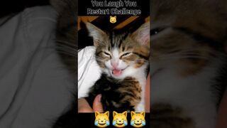 Funniest Cats of 2023 ???? Funny Cats Video ???? #funny #animals #shorts