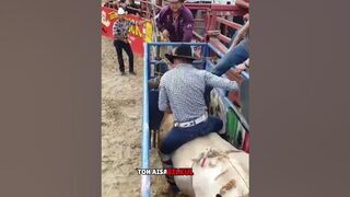 Bull fight compilation