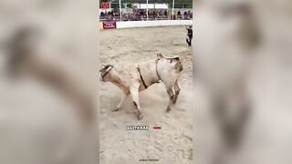 Bull fight compilation