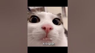 Baby Cats - Cute and Funny Cat Videos Compilation #666 | MKRoyal01 #shorts #cutecats