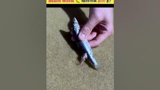 Be Aware Of Australian Beach Worm ???? | #shortvideo #shorts #beachworm #facts