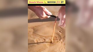 Be Aware Of Australian Beach Worm ???? | #shortvideo #shorts #beachworm #facts