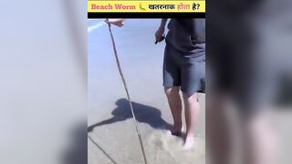 Be Aware Of Australian Beach Worm ???? | #shortvideo #shorts #beachworm #facts