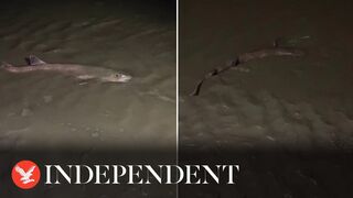 Brother and sister find shark washed up on beach near Blackpool