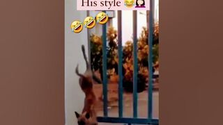 ????Wait for the End????????????#funny#viral #funnyvideos#reels#cute#tiktok#dog#trending #shortsvideo #shorts