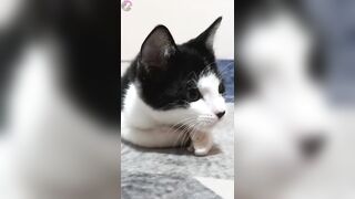 ????From Ignored to Adored: The Inspiring Tale of Our Foster Kitten ????????compilation #shorts