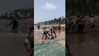 Digha Beach Fishing Time ???????? #digha #beach #fish #viral #shorts