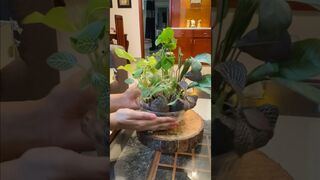 8 most Beautiful Indoor plants from Instagram????#unboxing