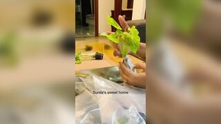 8 most Beautiful Indoor plants from Instagram????#unboxing