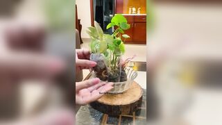 8 most Beautiful Indoor plants from Instagram????#unboxing