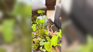 8 most Beautiful Indoor plants from Instagram????#unboxing