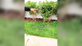 vídeo completo no Instagram #jardim #manutençãodejardim