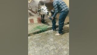 cow shorts video compilation #shorts #cow #cowvideos