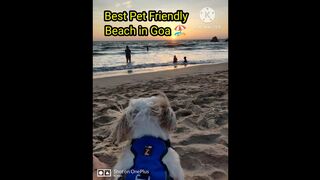 Pet friendly Beach in Goa #shorts #pet #goa #agondabeach #southgoa