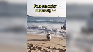 Pet friendly Beach in Goa #shorts #pet #goa #agondabeach #southgoa