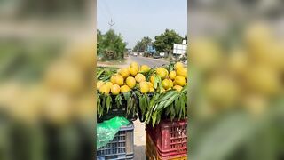 మామిడిపల్లో మామిడిపల్లో || @swapnavaitla #mango #travel #cheflife