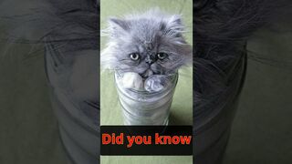 Do you know why cats have very flexible bones? #viral #animals #shorts