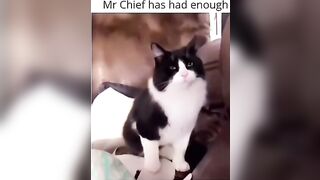 Funny cat compilation ????!?! Pt.847 #cat #funny #shorts