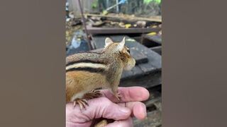 Chipmunk Compilation Cheek Stuff #shorts #chipmunks #cheek stuff #nature