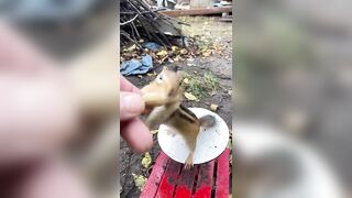 Chipmunk Compilation Cheek Stuff #shorts #chipmunks #cheek stuff #nature