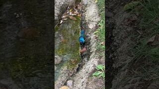 Beautiful African Bird Drinks Water From a Stream #african #birds #beautiful