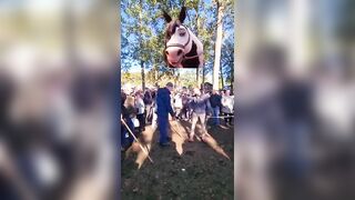 Travel to Zuidlaren Horse Market: Hilarious Hand-Slapping Horse Buying Tradition!