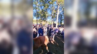 Travel to Zuidlaren Horse Market: Hilarious Hand-Slapping Horse Buying Tradition!