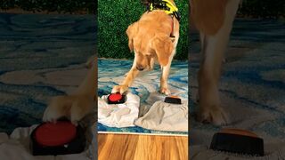 Funny Golden Retriever SMACKS Button ????