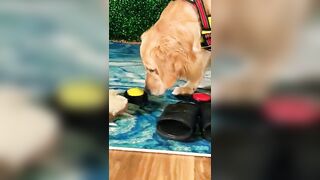 Funny Golden Retriever SMACKS Button ????