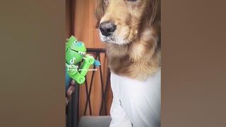 Here’s some pet videos to fill your hearts ???? - Pets Compilation #compilation #animals #shorts