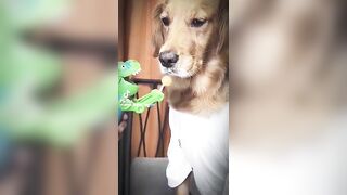 Here’s some pet videos to fill your hearts ???? - Pets Compilation #compilation #animals #shorts