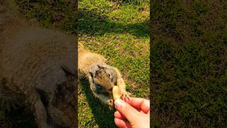 I named him Theodore ain’t he cute ????️ the little beach squirrels are so sweet.