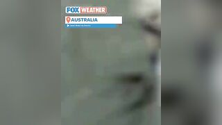 Wing Surfer Body-Slammed By Whale At Sydney Beach In Australia