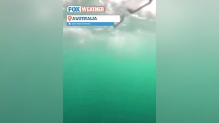 Wing Surfer Body-Slammed By Whale At Sydney Beach In Australia