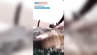 Wing Surfer Body-Slammed By Whale At Sydney Beach In Australia