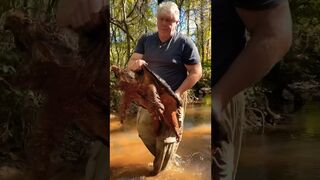 Alligator Snapping Turtle In Small Stream!!