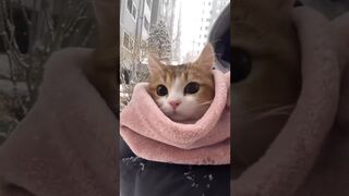 Funniest cats????In The World???? Funny and Fails Pets Video #shorts #85 #cats #funny #animals