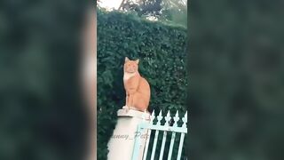 Funniest cats????In The World???? Funny and Fails Pets Video #shorts #85 #cats #funny #animals