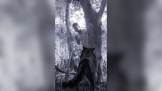 Awesome Wolf Howling ! Compilation Wolves howling in the night. 8 Hours of wolf