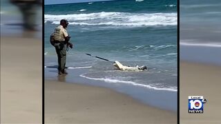 Large gator swimming in surf shocks beachgoers in Hillsboro Beach