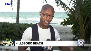 Large gator swimming in surf shocks beachgoers in Hillsboro Beach