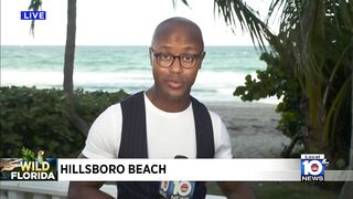 Large gator swimming in surf shocks beachgoers in Hillsboro Beach