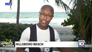 Large gator swimming in surf shocks beachgoers in Hillsboro Beach